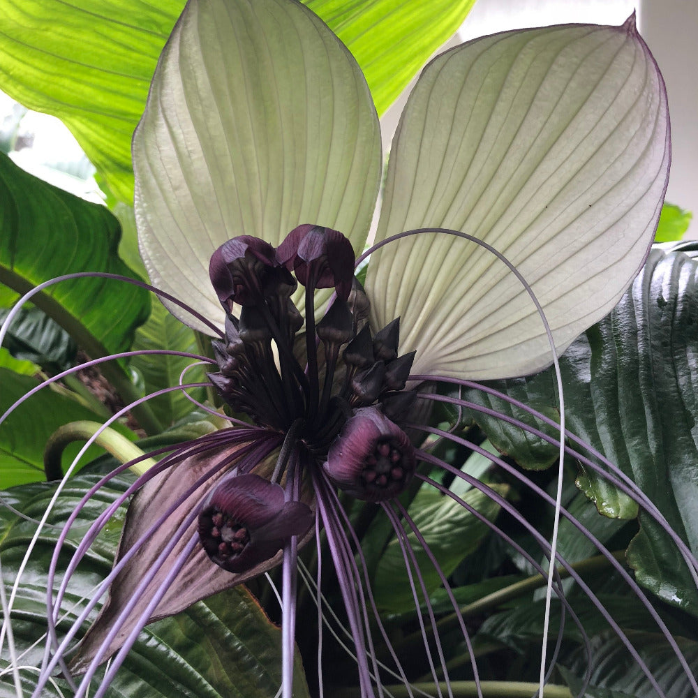 White bat store flower