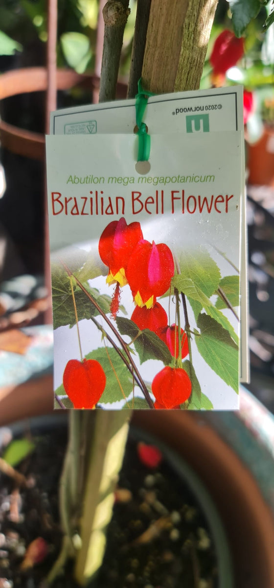 Abutilon Brazilian Bell Flower – Mother Earth Nursery