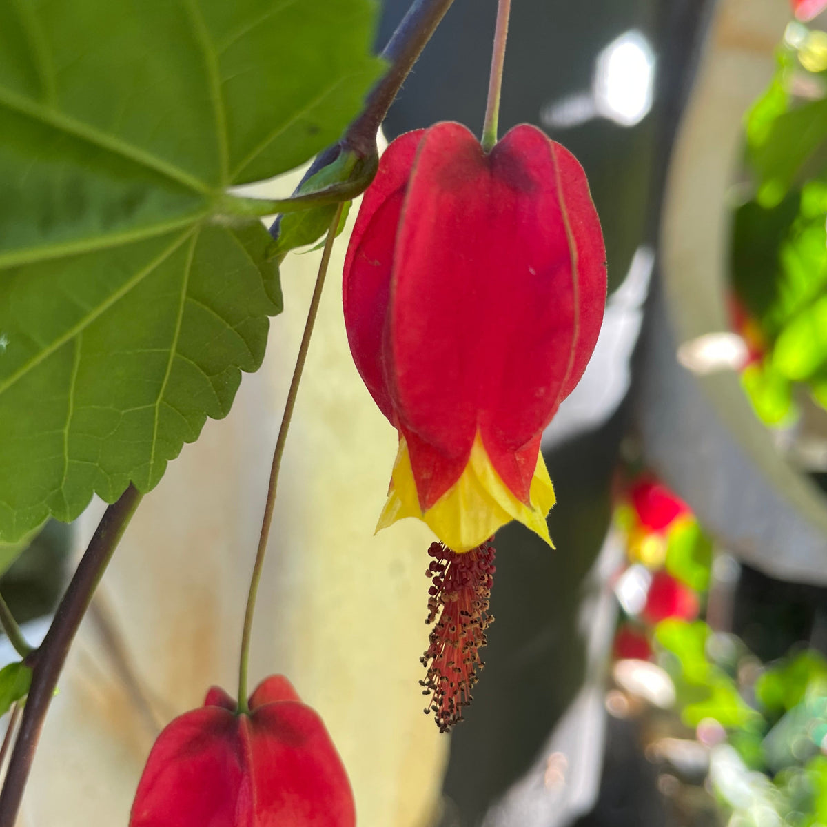 Abutilon Brazilian Bell Flower – Mother Earth Nursery