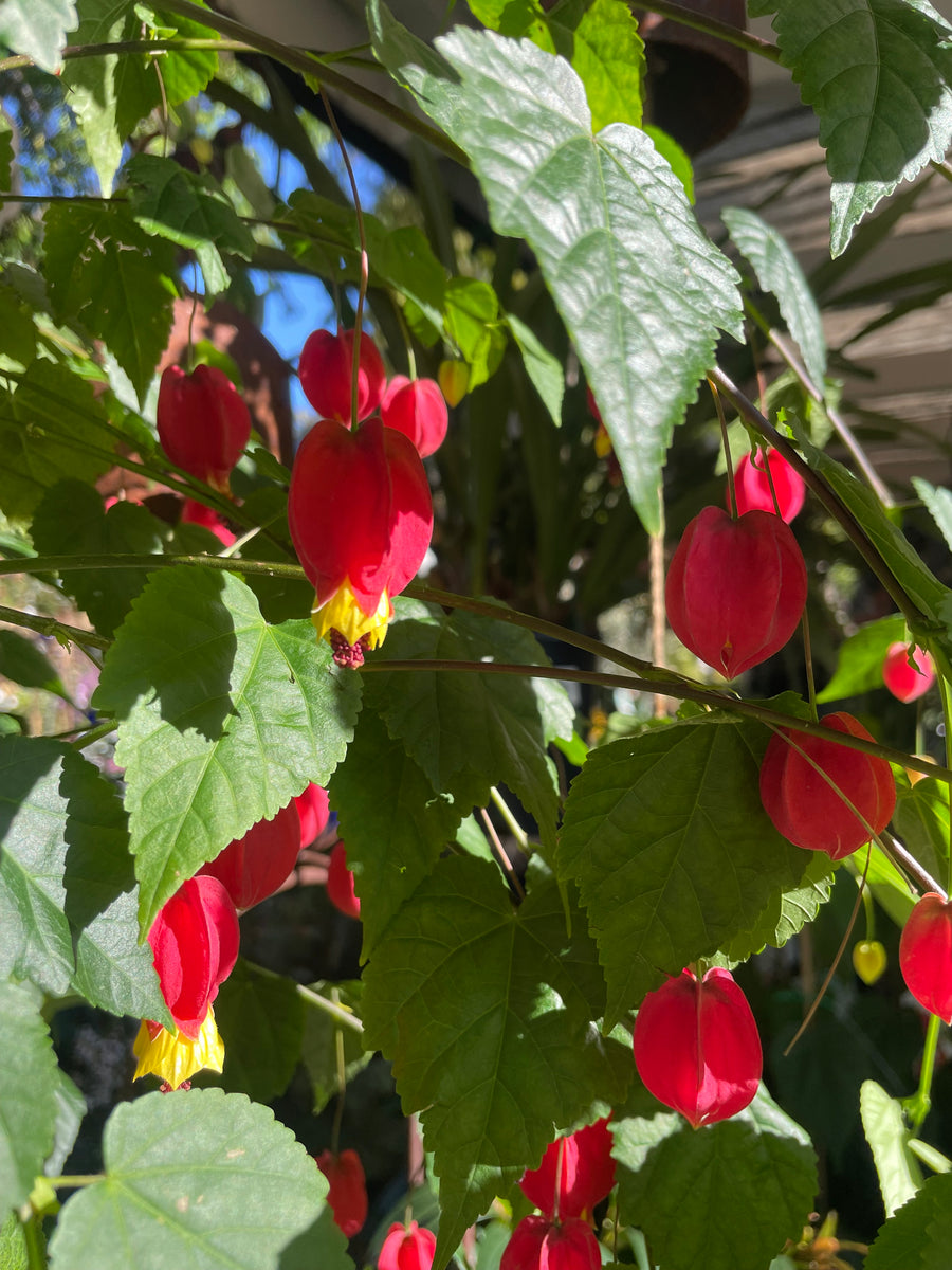 Abutilon Brazilian Bell Flower – Mother Earth Nursery