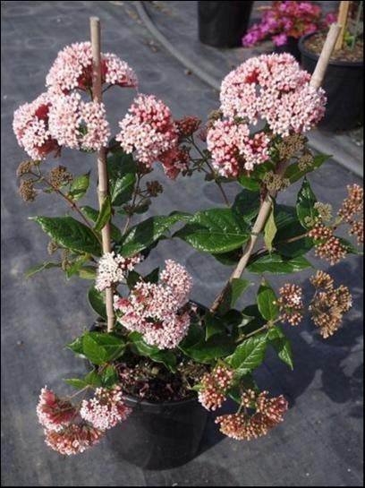 Rondeletia Amoena Fragrant Rondeletia – Mother Earth Nursery