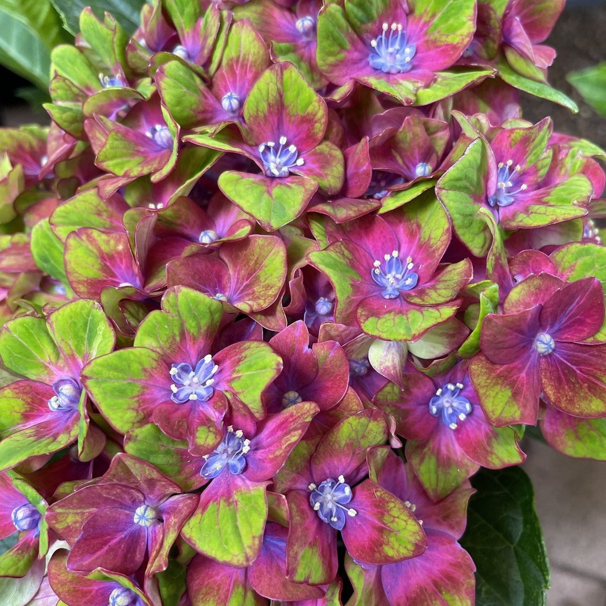 Hydrangea Schloss Wackerbath Mother Earth Nursery 8826