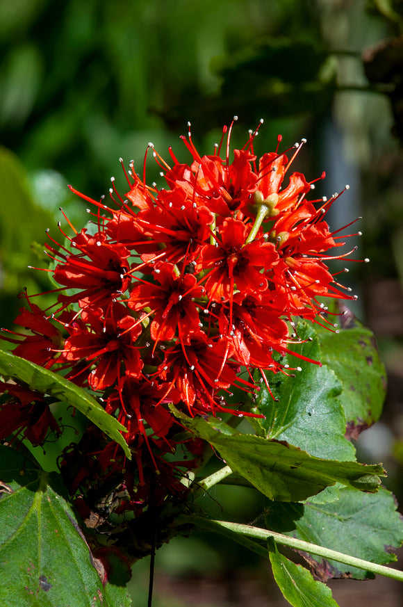 Greyia sutherlandii South African Bottlebrush