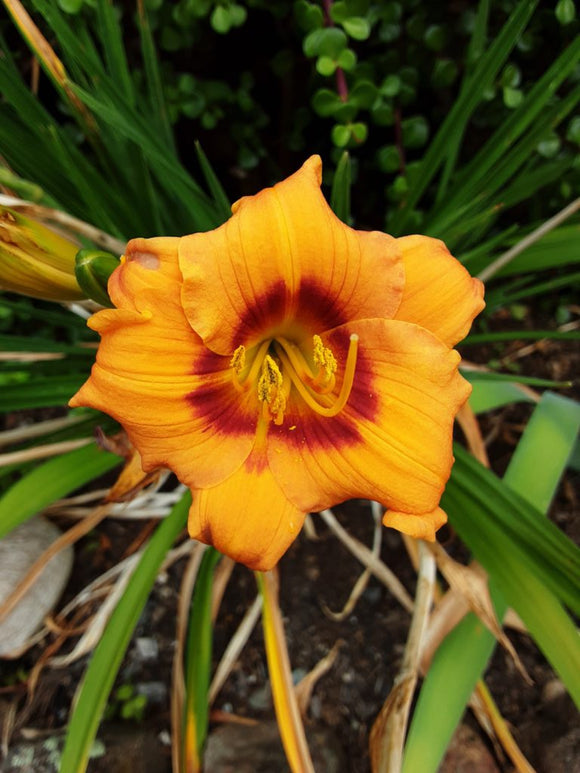 Daylily Sabbath (Miniature)