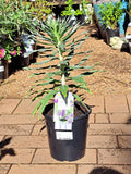 Echium virescens Silver Pink - Pride of Madeira