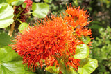 Greyia sutherlandii South African Bottlebrush