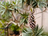 Echium virescens Silver Pink - Pride of Madeira