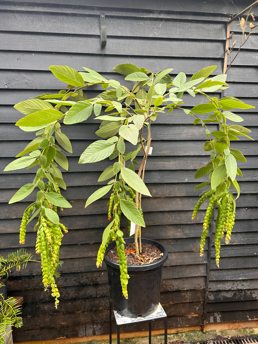 Phyllodium pulchellum Pangolin Plant - growing - enquire in store ...