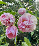 Abutilon Victorian Lady Double Pink Chinese Lantern