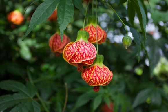 Abutilon Tiger Eye Chinese Lantern - Available in store currently.