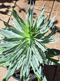 Echium virescens Silver Pink - Pride of Madeira