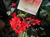 Clerodenrum splendens Scarlet Glory Vine - Growing - Pre Order in store.