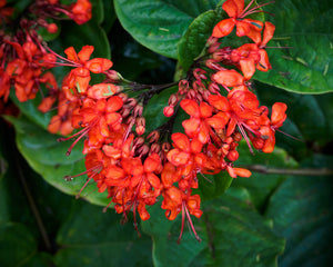 Clerodenrum splendens Scarlet Glory Vine - Growing - Pre Order in store.