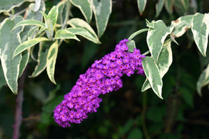 Buddleja davidii Harlequin - Variegated Butterfly Bush