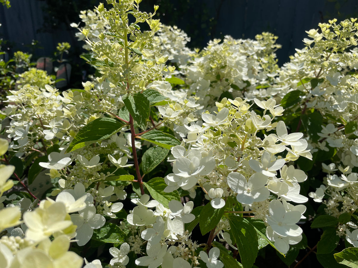 Hydrangea Paniculata Pink Diamond - Ready Spring 2024 – Mother Earth 