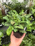 Adiantum Fritz Luthii Blue Form Maidenhair Fern