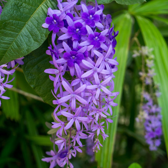 Petrea volubilis Tropical Wisteria Evergreen Wisteria Sandpaper Vine Purple Wreath