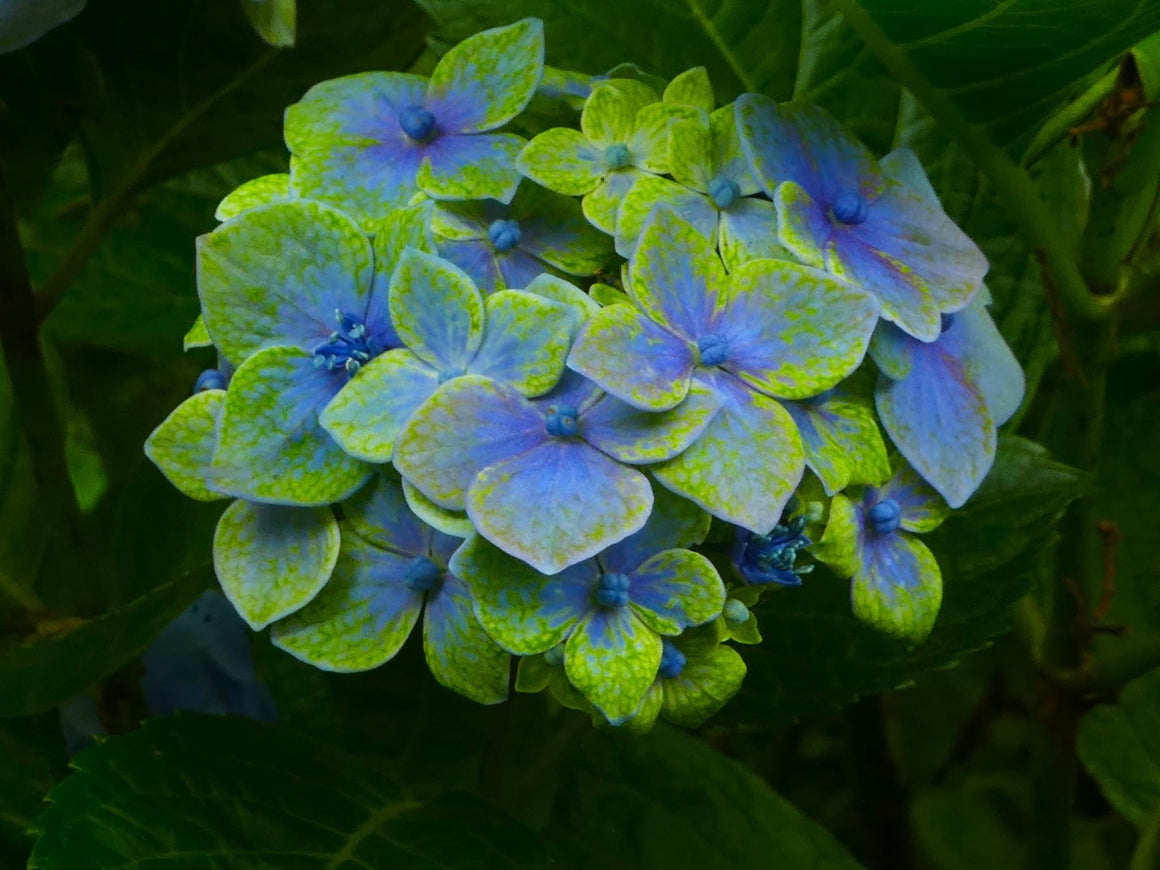 Hydrangea Mother Earth Nursery 2145