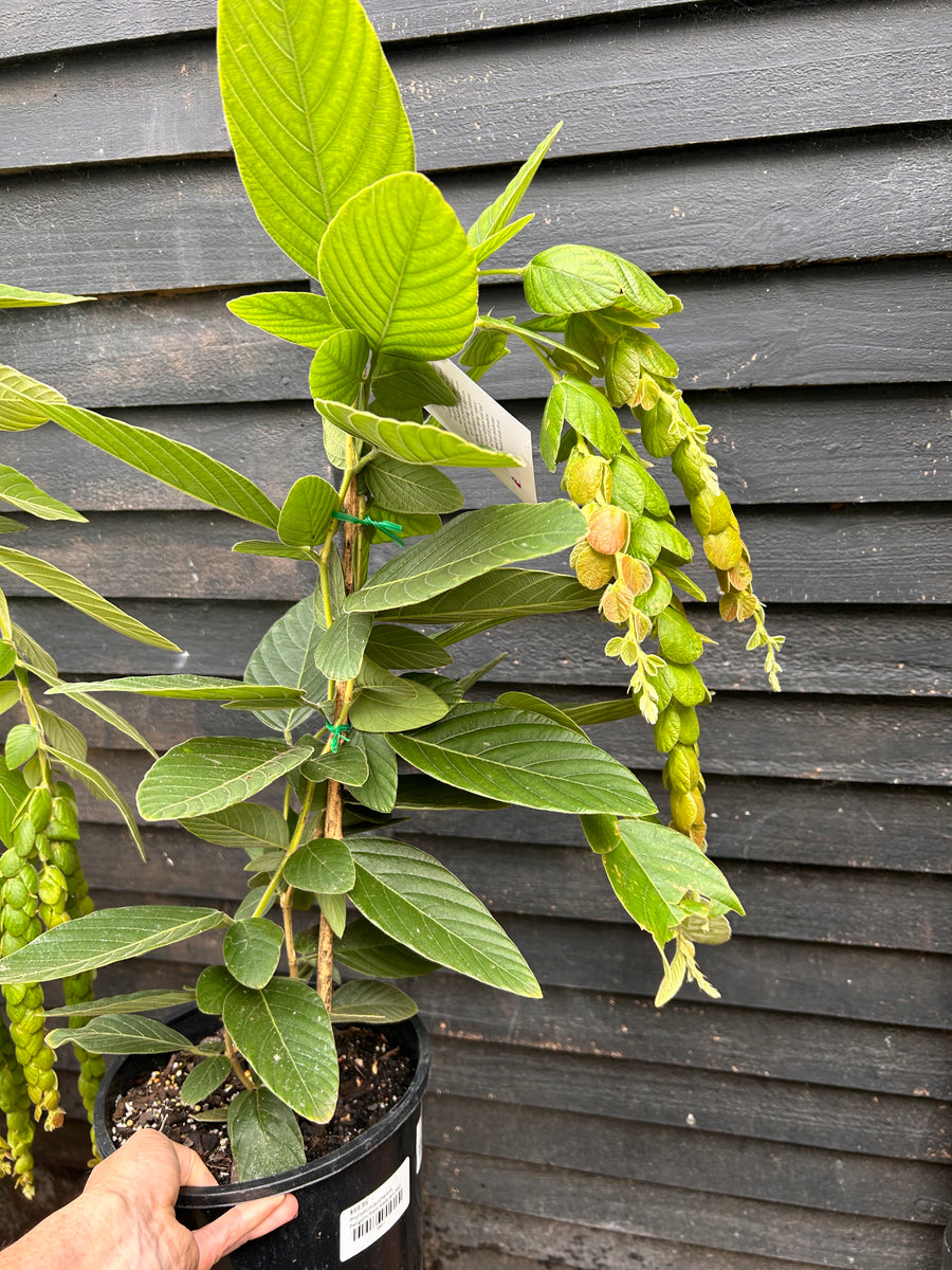 Phyllodium pulchellum Pangolin Plant - growing - enquire in store ...