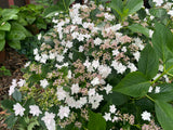 Hydrangea Hanabi - growing