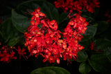 Clerodenrum splendens Scarlet Glory Vine - Growing - Pre Order in store.