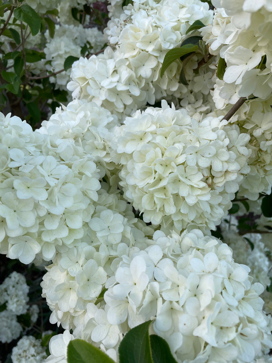 Hydrangea Madame Emile Mouillere Mother Earth Nursery 6791