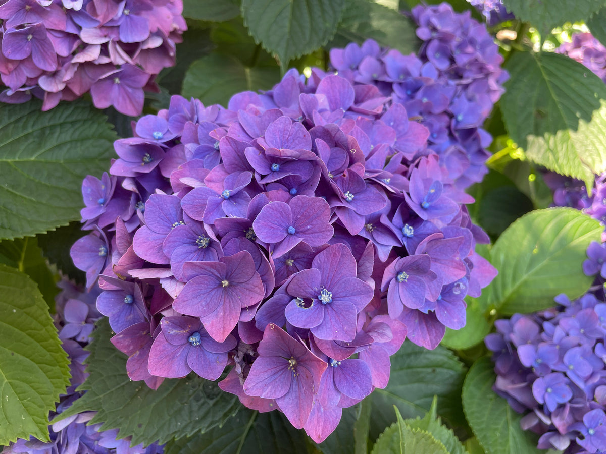 Hydrangea President R Touchard – Mother Earth Nursery