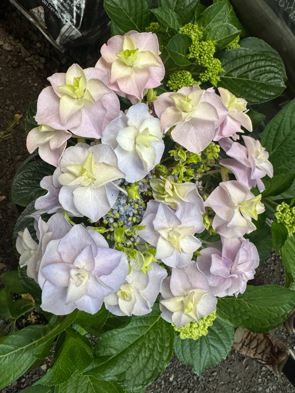 Hydrangea Marks Special