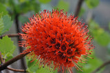 Greyia sutherlandii South African Bottlebrush