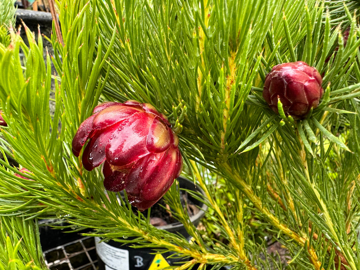 Protea nana Mountain Rose Protea – Mother Earth Nursery