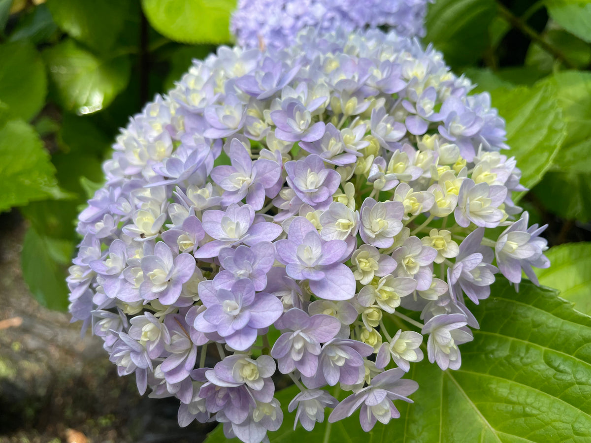 Hydrangea Hana Temari (Hanatemari) - (pruned back hard) – Mother Earth ...