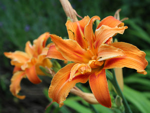 Daylily Kwanso