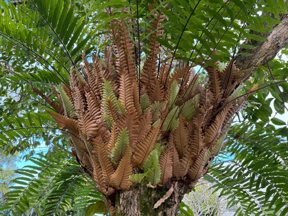 Drynaria rigidula Basket Fern Oakleaf Fern