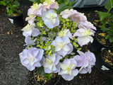 Hydrangea Marks Special