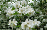 Philadelphus mexicanus Mexican Mock Orange