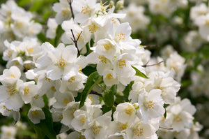 Philadelphus mexicanus Mexican Mock Orange