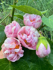 Abutilon Victorian Lady Double Pink Chinese Lantern