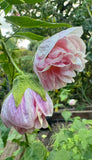 Abutilon Victorian Lady Double Pink Chinese Lantern