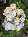 Hydrangea Marks Special