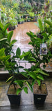 Citrus Persian Sweet Lime Limu Shirin - growing - ready end November