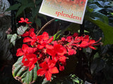 Clerodenrum splendens Scarlet Glory Vine - Growing - Pre Order in store.