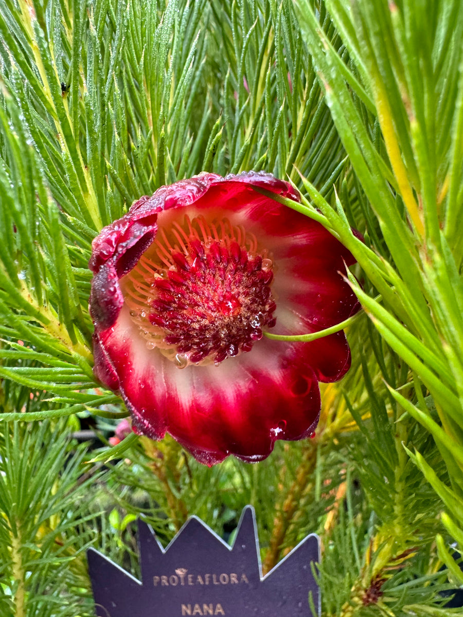 Protea nana Mountain Rose Protea – Mother Earth Nursery