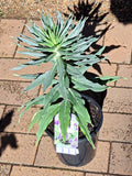 Echium virescens Silver Pink - Pride of Madeira