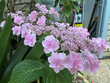 Hydrangea Marks Special