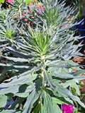 Echium virescens Silver Pink - Pride of Madeira