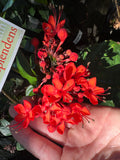 Clerodenrum splendens Scarlet Glory Vine - Growing - Pre Order in store.