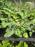 Adiantum Fritz Luthii Blue Form Maidenhair Fern