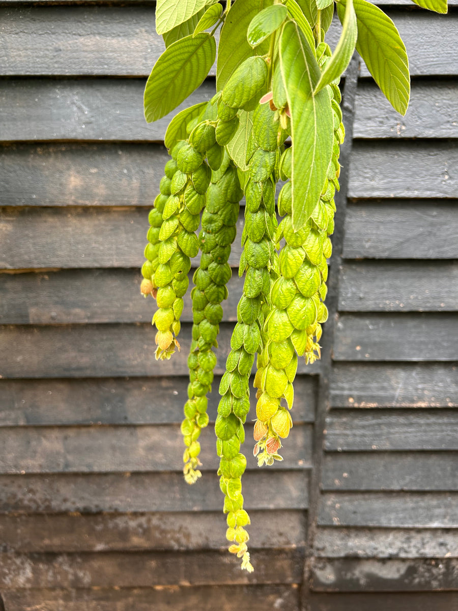 Phyllodium pulchellum Pangolin Plant - growing - enquire in store ...