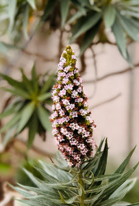 Echium virescens Silver Pink - Pride of Madeira