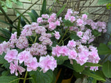 Hydrangea Marks Special